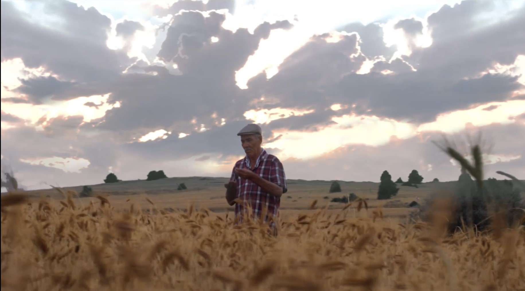 Tam Ruşeymli Bisküvi